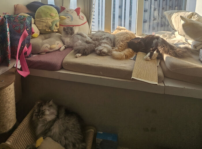 92 Hilarious Times People Interrupted Cats’ Important Meetings (New Pics) 92 Hilarious Times People Interrupted Cats’ Important Meetings (New Pics)