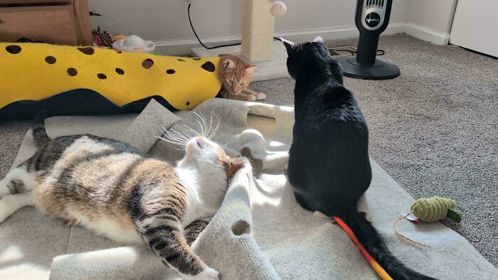92 Hilarious Times People Interrupted Cats’ Important Meetings (New Pics) 92 Hilarious Times People Interrupted Cats’ Important Meetings (New Pics)