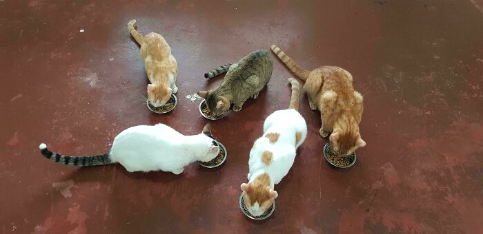 92 Hilarious Times People Interrupted Cats’ Important Meetings (New Pics) 92 Hilarious Times People Interrupted Cats’ Important Meetings (New Pics)
