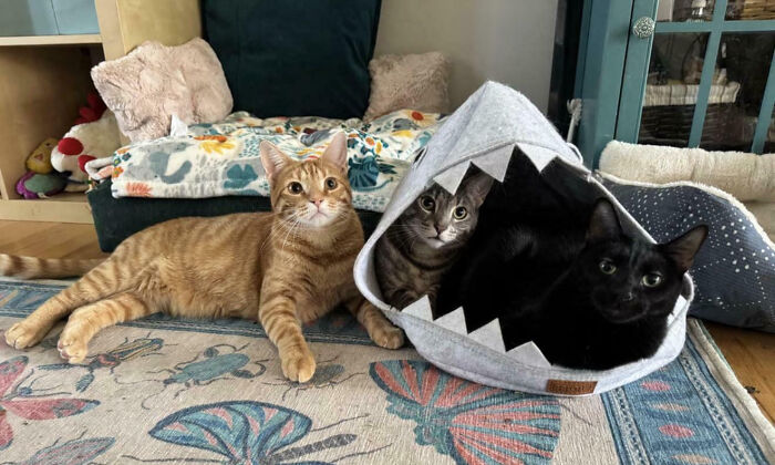 92 Hilarious Times People Interrupted Cats’ Important Meetings (New Pics) 92 Hilarious Times People Interrupted Cats’ Important Meetings (New Pics)