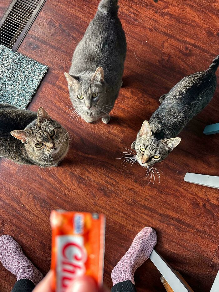 92 Hilarious Times People Interrupted Cats’ Important Meetings (New Pics) 92 Hilarious Times People Interrupted Cats’ Important Meetings (New Pics)