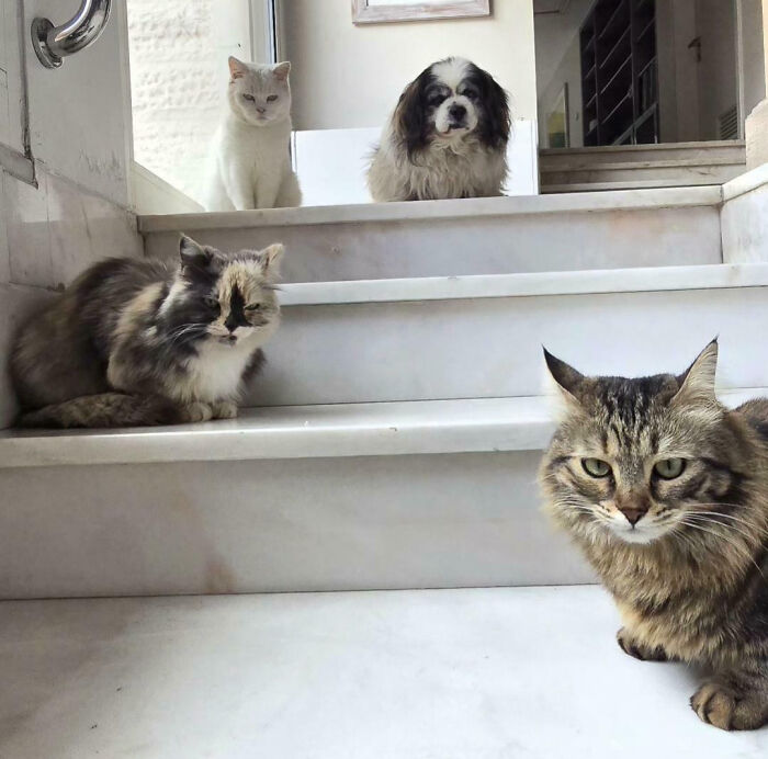 92 Hilarious Times People Interrupted Cats’ Important Meetings (New Pics) 92 Hilarious Times People Interrupted Cats’ Important Meetings (New Pics)