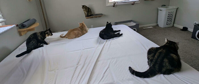 92 Hilarious Times People Interrupted Cats’ Important Meetings (New Pics) 92 Hilarious Times People Interrupted Cats’ Important Meetings (New Pics)