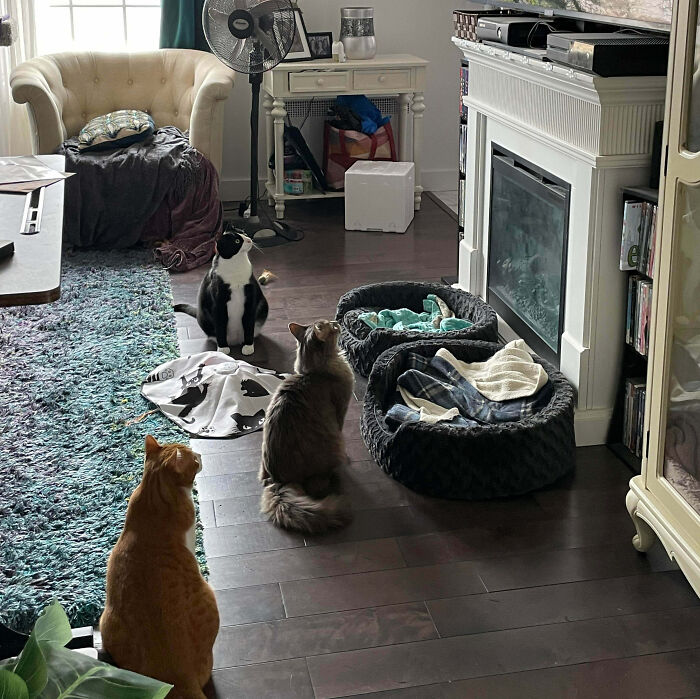 92 Hilarious Times People Interrupted Cats’ Important Meetings (New Pics) 92 Hilarious Times People Interrupted Cats’ Important Meetings (New Pics)