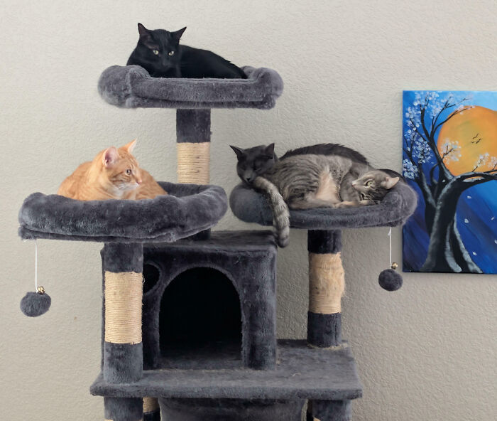 92 Hilarious Times People Interrupted Cats’ Important Meetings (New Pics) 92 Hilarious Times People Interrupted Cats’ Important Meetings (New Pics)