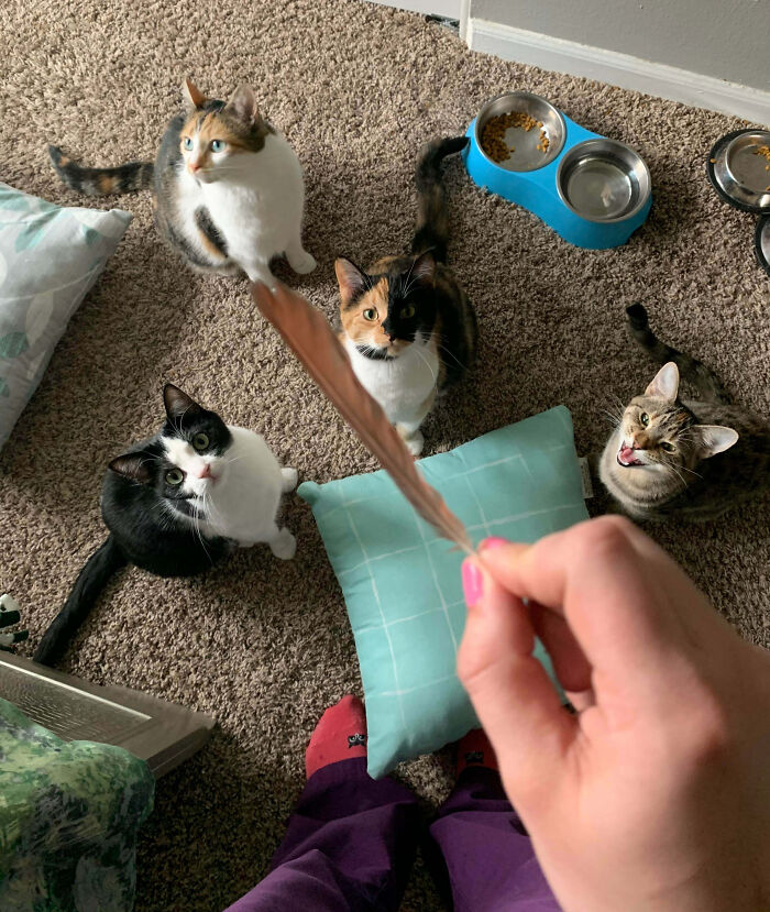 92 Hilarious Times People Interrupted Cats’ Important Meetings (New Pics) 92 Hilarious Times People Interrupted Cats’ Important Meetings (New Pics)