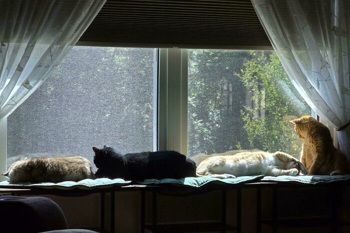 92 Hilarious Times People Interrupted Cats’ Important Meetings (New Pics) 92 Hilarious Times People Interrupted Cats’ Important Meetings (New Pics)