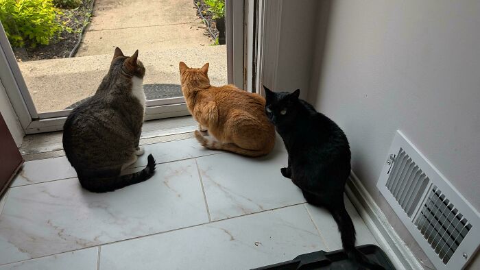 92 Hilarious Times People Interrupted Cats’ Important Meetings (New Pics) 92 Hilarious Times People Interrupted Cats’ Important Meetings (New Pics)