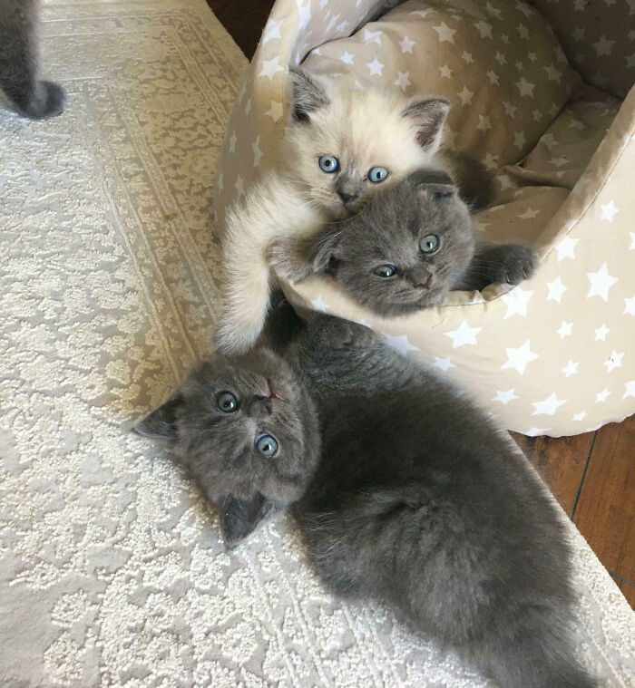 92 Hilarious Times People Interrupted Cats’ Important Meetings (New Pics) 92 Hilarious Times People Interrupted Cats’ Important Meetings (New Pics)