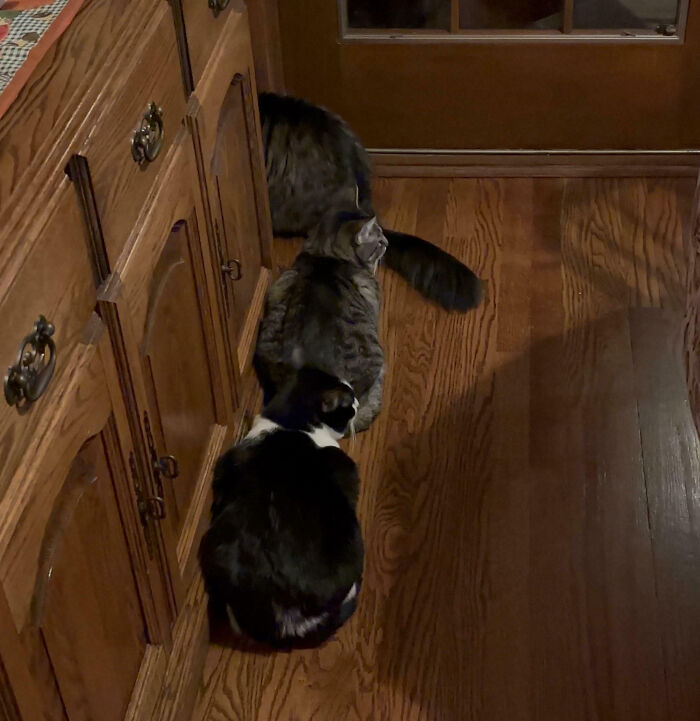 92 Hilarious Times People Interrupted Cats’ Important Meetings (New Pics) 92 Hilarious Times People Interrupted Cats’ Important Meetings (New Pics)