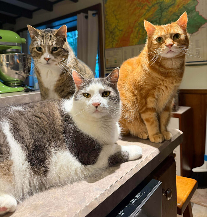 92 Hilarious Times People Interrupted Cats’ Important Meetings (New Pics) 92 Hilarious Times People Interrupted Cats’ Important Meetings (New Pics)