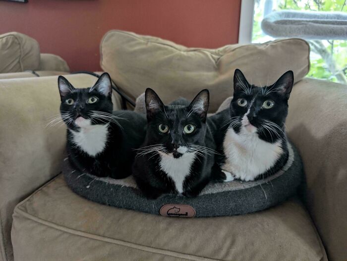 92 Hilarious Times People Interrupted Cats’ Important Meetings (New Pics) 92 Hilarious Times People Interrupted Cats’ Important Meetings (New Pics)