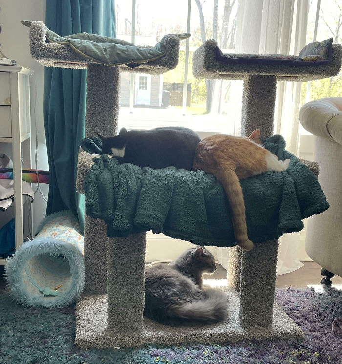 92 Hilarious Times People Interrupted Cats’ Important Meetings (New Pics) 92 Hilarious Times People Interrupted Cats’ Important Meetings (New Pics)
