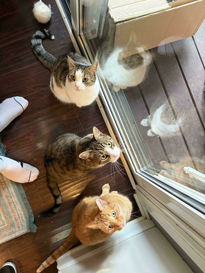 92 Hilarious Times People Interrupted Cats’ Important Meetings (New Pics) 92 Hilarious Times People Interrupted Cats’ Important Meetings (New Pics)