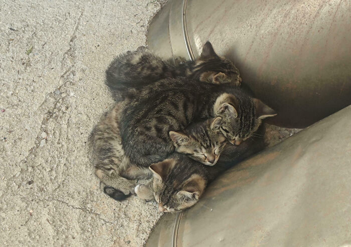 92 Hilarious Times People Interrupted Cats’ Important Meetings (New Pics) 92 Hilarious Times People Interrupted Cats’ Important Meetings (New Pics)