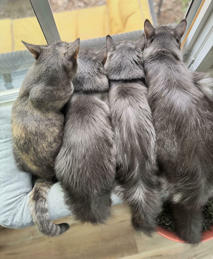 92 Hilarious Times People Interrupted Cats’ Important Meetings (New Pics) 92 Hilarious Times People Interrupted Cats’ Important Meetings (New Pics)