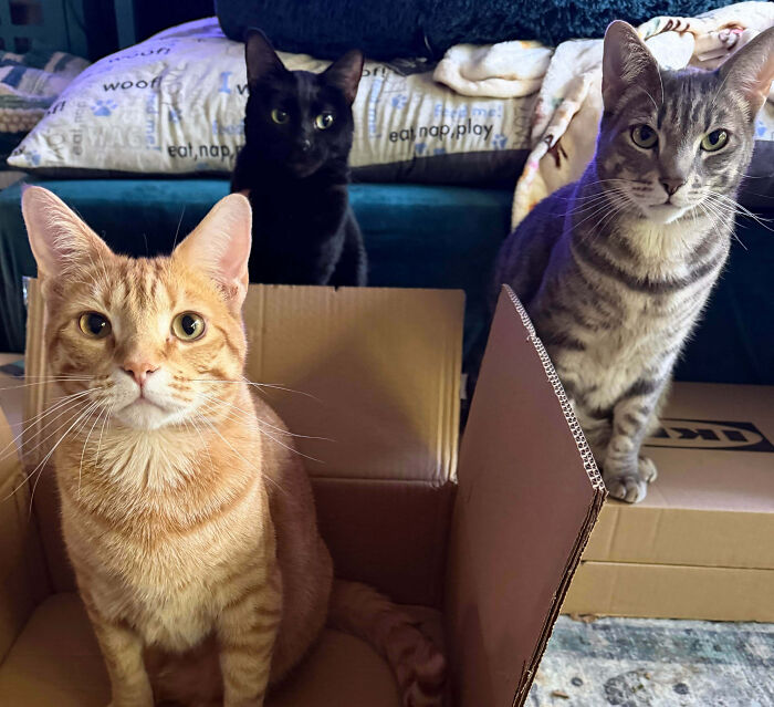 92 Hilarious Times People Interrupted Cats’ Important Meetings (New Pics) 92 Hilarious Times People Interrupted Cats’ Important Meetings (New Pics)