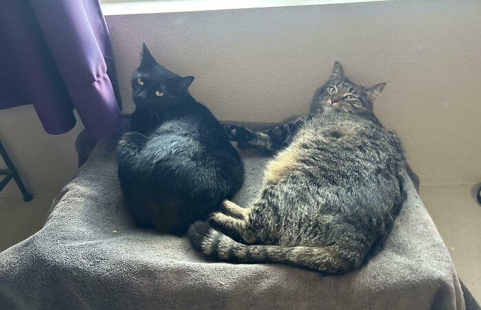 92 Hilarious Times People Interrupted Cats’ Important Meetings (New Pics) 92 Hilarious Times People Interrupted Cats’ Important Meetings (New Pics)