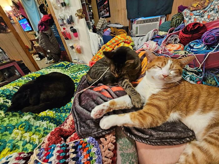 92 Hilarious Times People Interrupted Cats’ Important Meetings (New Pics) 92 Hilarious Times People Interrupted Cats’ Important Meetings (New Pics)