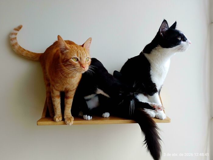 92 Hilarious Times People Interrupted Cats’ Important Meetings (New Pics) 92 Hilarious Times People Interrupted Cats’ Important Meetings (New Pics)