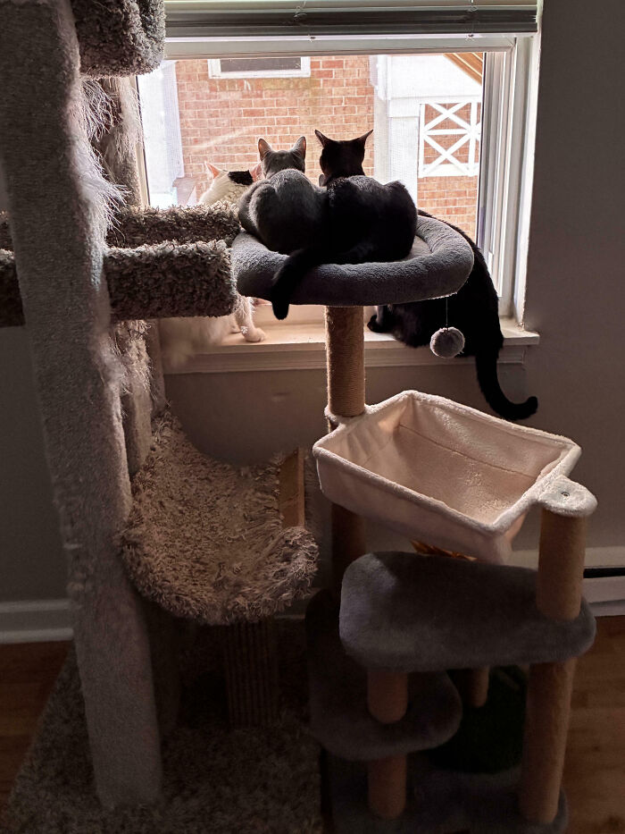 92 Hilarious Times People Interrupted Cats’ Important Meetings (New Pics) 92 Hilarious Times People Interrupted Cats’ Important Meetings (New Pics)