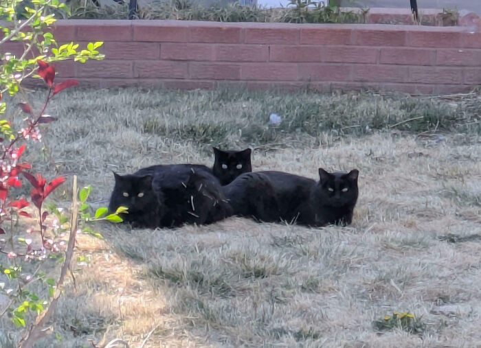92 Hilarious Times People Interrupted Cats’ Important Meetings (New Pics) 92 Hilarious Times People Interrupted Cats’ Important Meetings (New Pics)