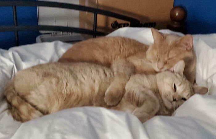 92 Hilarious Times People Interrupted Cats’ Important Meetings (New Pics) 92 Hilarious Times People Interrupted Cats’ Important Meetings (New Pics)