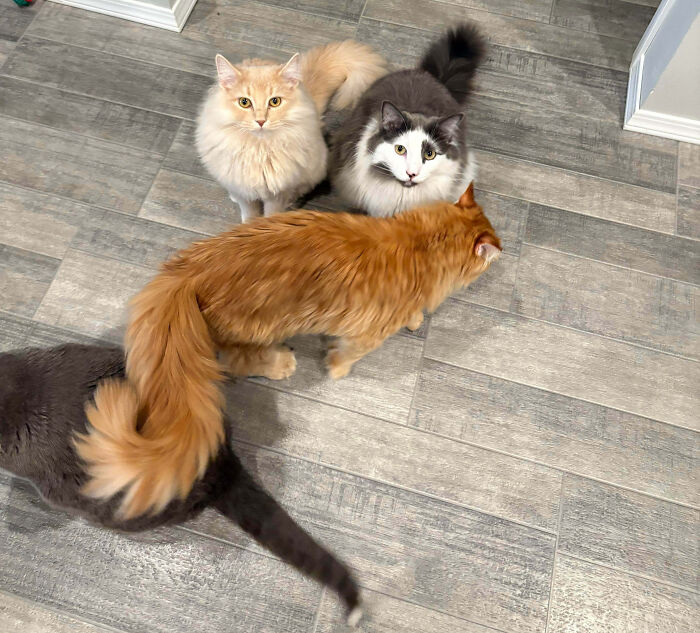 92 Hilarious Times People Interrupted Cats’ Important Meetings (New Pics) 92 Hilarious Times People Interrupted Cats’ Important Meetings (New Pics)