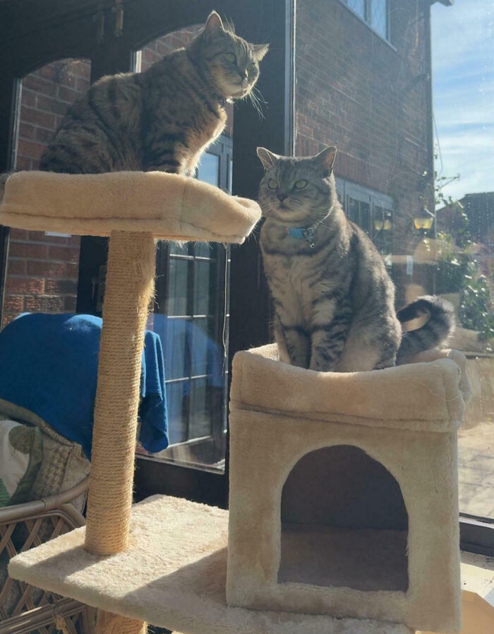 92 Hilarious Times People Interrupted Cats’ Important Meetings (New Pics) 92 Hilarious Times People Interrupted Cats’ Important Meetings (New Pics)
