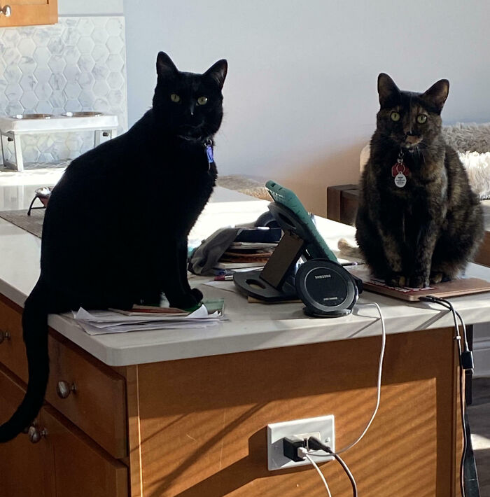 92 Hilarious Times People Interrupted Cats’ Important Meetings (New Pics) 92 Hilarious Times People Interrupted Cats’ Important Meetings (New Pics)