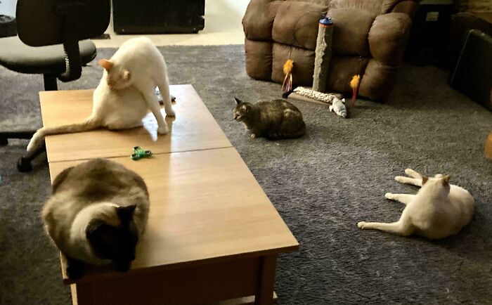 92 Hilarious Times People Interrupted Cats’ Important Meetings (New Pics) 92 Hilarious Times People Interrupted Cats’ Important Meetings (New Pics)