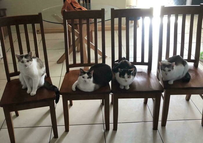 92 Hilarious Times People Interrupted Cats’ Important Meetings (New Pics) 92 Hilarious Times People Interrupted Cats’ Important Meetings (New Pics)
