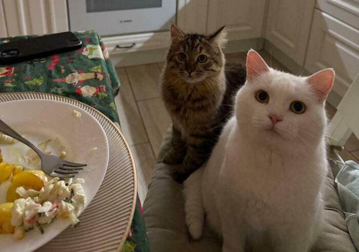 92 Hilarious Times People Interrupted Cats’ Important Meetings (New Pics) 92 Hilarious Times People Interrupted Cats’ Important Meetings (New Pics)