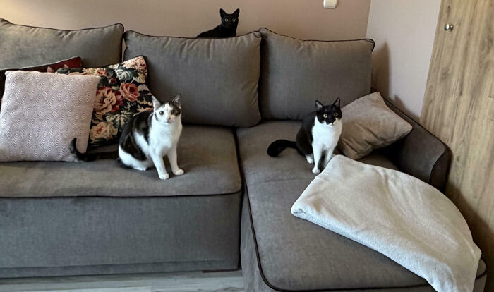 92 Hilarious Times People Interrupted Cats’ Important Meetings (New Pics) 92 Hilarious Times People Interrupted Cats’ Important Meetings (New Pics)