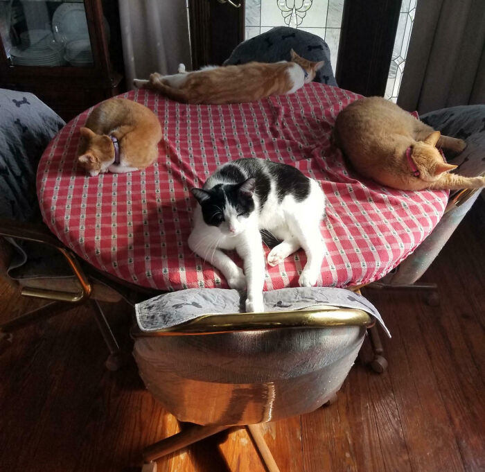 92 Hilarious Times People Interrupted Cats’ Important Meetings (New Pics) 92 Hilarious Times People Interrupted Cats’ Important Meetings (New Pics)
