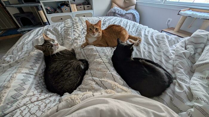 92 Hilarious Times People Interrupted Cats’ Important Meetings (New Pics) 92 Hilarious Times People Interrupted Cats’ Important Meetings (New Pics)