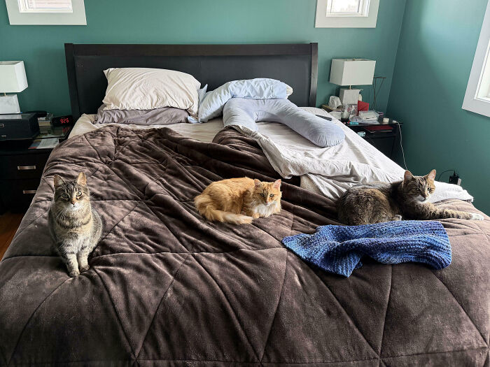 92 Hilarious Times People Interrupted Cats’ Important Meetings (New Pics) 92 Hilarious Times People Interrupted Cats’ Important Meetings (New Pics)