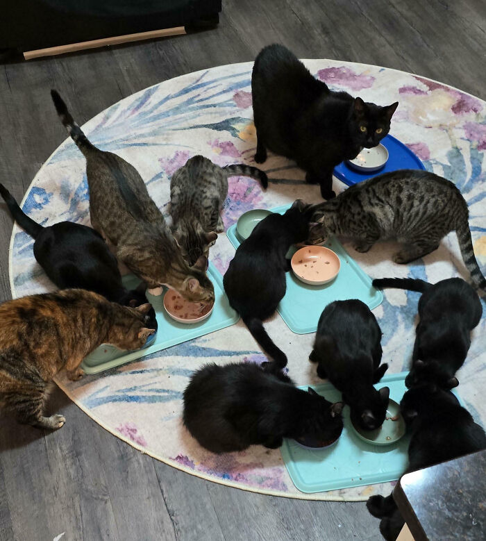 92 Hilarious Times People Interrupted Cats’ Important Meetings (New Pics) 92 Hilarious Times People Interrupted Cats’ Important Meetings (New Pics)