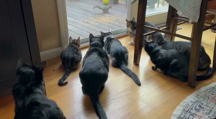 92 Hilarious Times People Interrupted Cats’ Important Meetings (New Pics) 92 Hilarious Times People Interrupted Cats’ Important Meetings (New Pics)