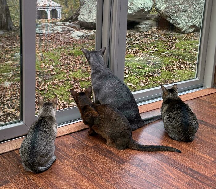 92 Hilarious Times People Interrupted Cats’ Important Meetings (New Pics) 92 Hilarious Times People Interrupted Cats’ Important Meetings (New Pics)