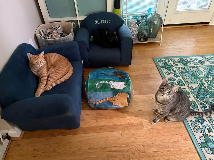 92 Hilarious Times People Interrupted Cats’ Important Meetings (New Pics) 92 Hilarious Times People Interrupted Cats’ Important Meetings (New Pics)