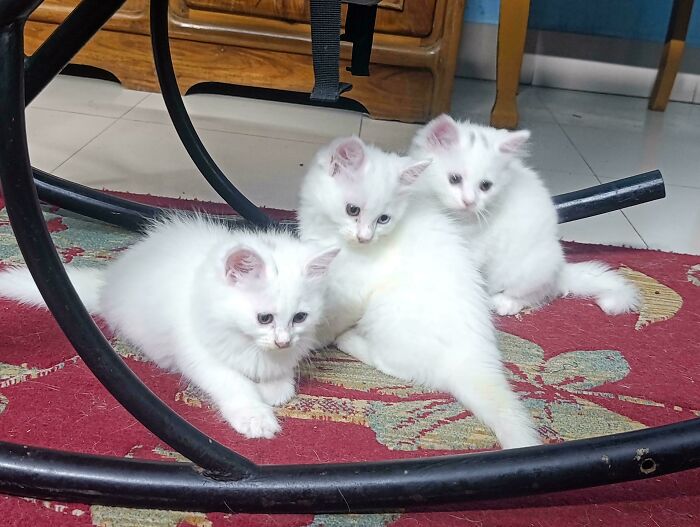 92 Hilarious Times People Interrupted Cats’ Important Meetings (New Pics) 92 Hilarious Times People Interrupted Cats’ Important Meetings (New Pics)