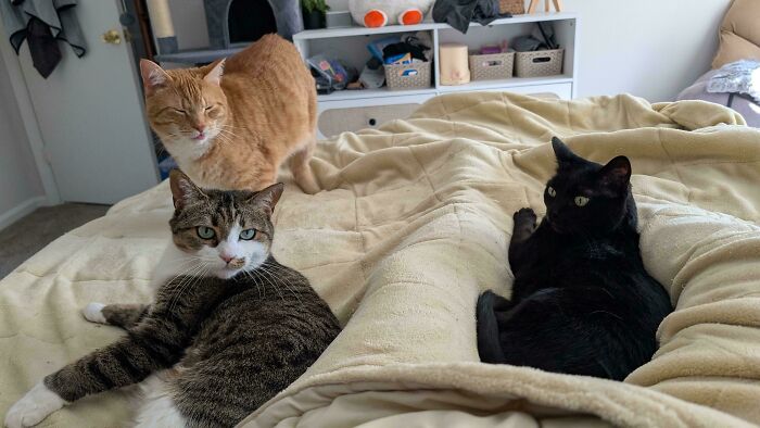 92 Hilarious Times People Interrupted Cats’ Important Meetings (New Pics) 92 Hilarious Times People Interrupted Cats’ Important Meetings (New Pics)