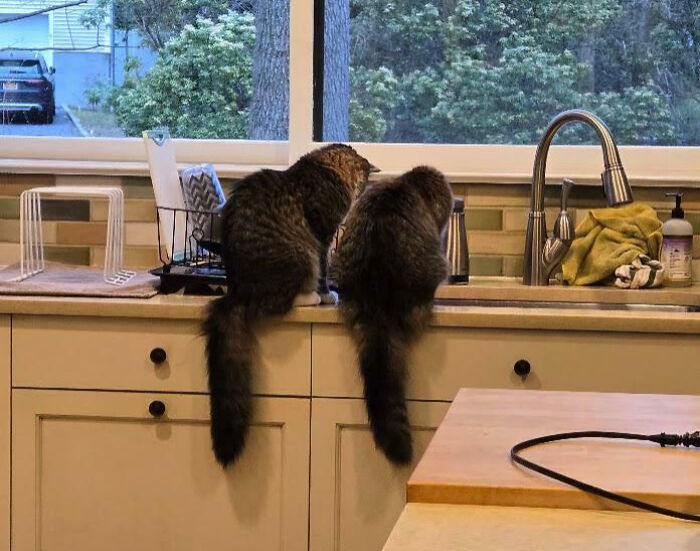 92 Hilarious Times People Interrupted Cats’ Important Meetings (New Pics) 92 Hilarious Times People Interrupted Cats’ Important Meetings (New Pics)