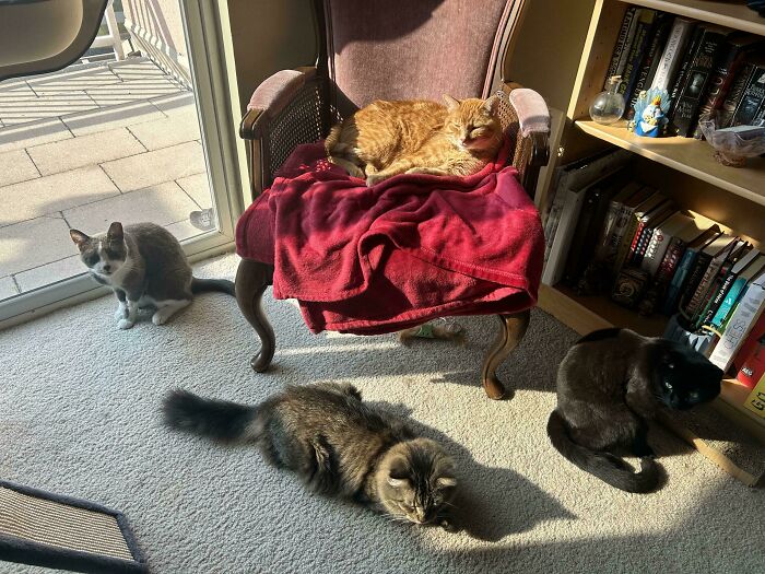 92 Hilarious Times People Interrupted Cats’ Important Meetings (New Pics) 92 Hilarious Times People Interrupted Cats’ Important Meetings (New Pics)