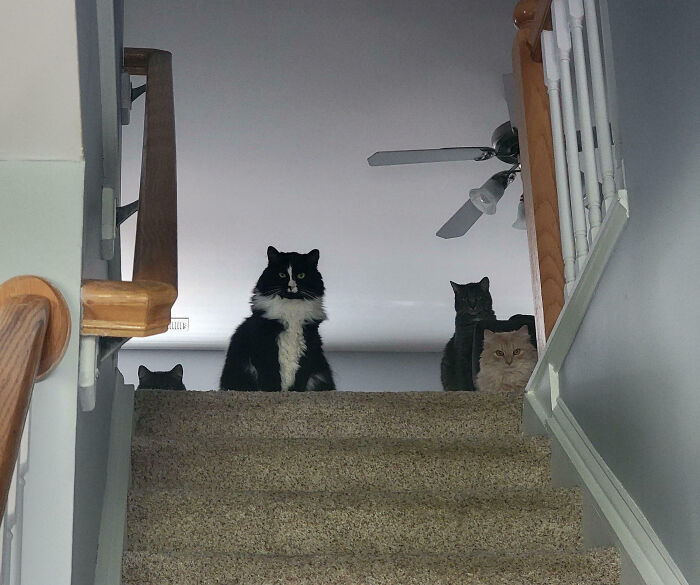 92 Hilarious Times People Interrupted Cats’ Important Meetings (New Pics) 92 Hilarious Times People Interrupted Cats’ Important Meetings (New Pics)