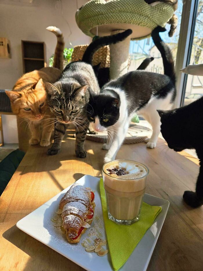 92 Hilarious Times People Interrupted Cats’ Important Meetings (New Pics) 92 Hilarious Times People Interrupted Cats’ Important Meetings (New Pics)