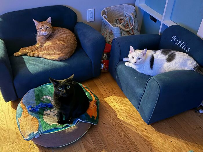 92 Hilarious Times People Interrupted Cats’ Important Meetings (New Pics) 92 Hilarious Times People Interrupted Cats’ Important Meetings (New Pics)
