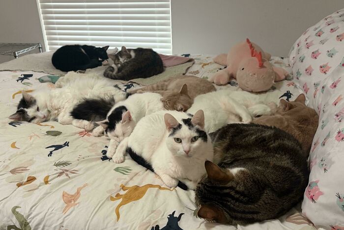 92 Hilarious Times People Interrupted Cats’ Important Meetings (New Pics) 92 Hilarious Times People Interrupted Cats’ Important Meetings (New Pics)