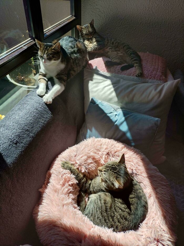 92 Hilarious Times People Interrupted Cats’ Important Meetings (New Pics) 92 Hilarious Times People Interrupted Cats’ Important Meetings (New Pics)